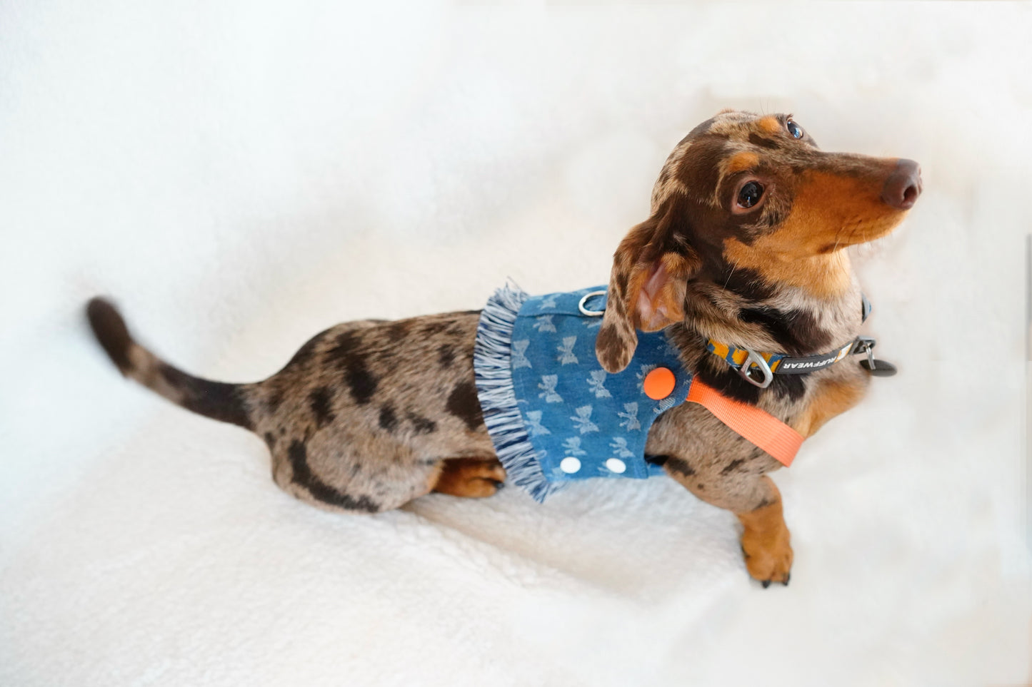 Boho Denim Fringe Dog Vest – Blue Butterfly