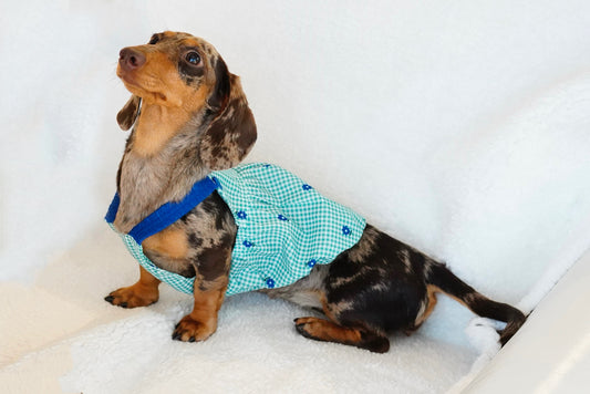 Sweet Summer Breeze Dog Dress – Gingham Blue Flower Edition