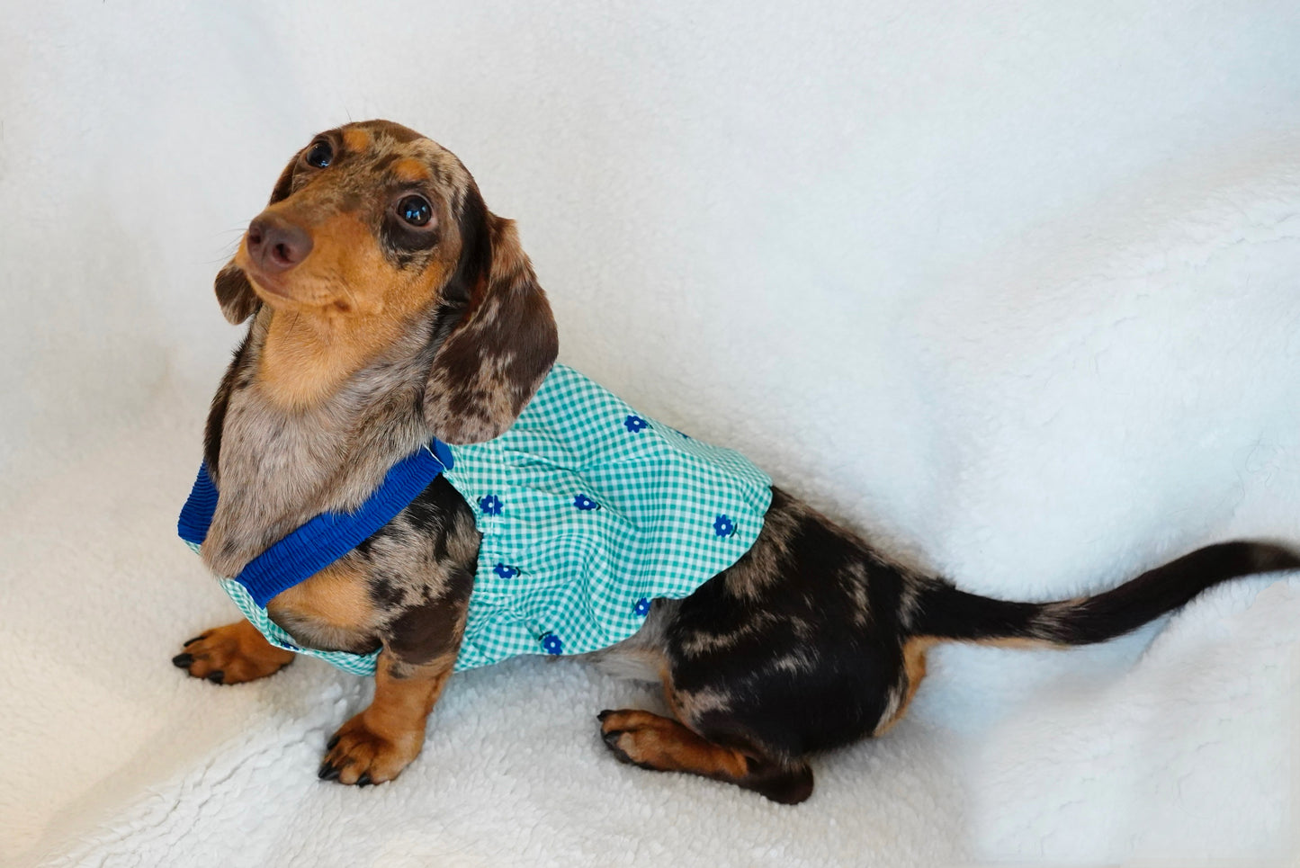 Sweet Summer Breeze Dog Dress – Gingham Blue Flower Edition