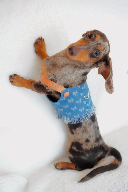 Boho Denim Fringe Dog Vest – Blue Butterfly