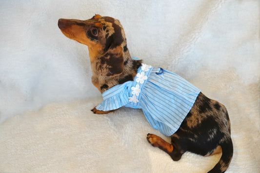 Sweet Summer Breeze Dog Dress – Blue Striped Floral Edition